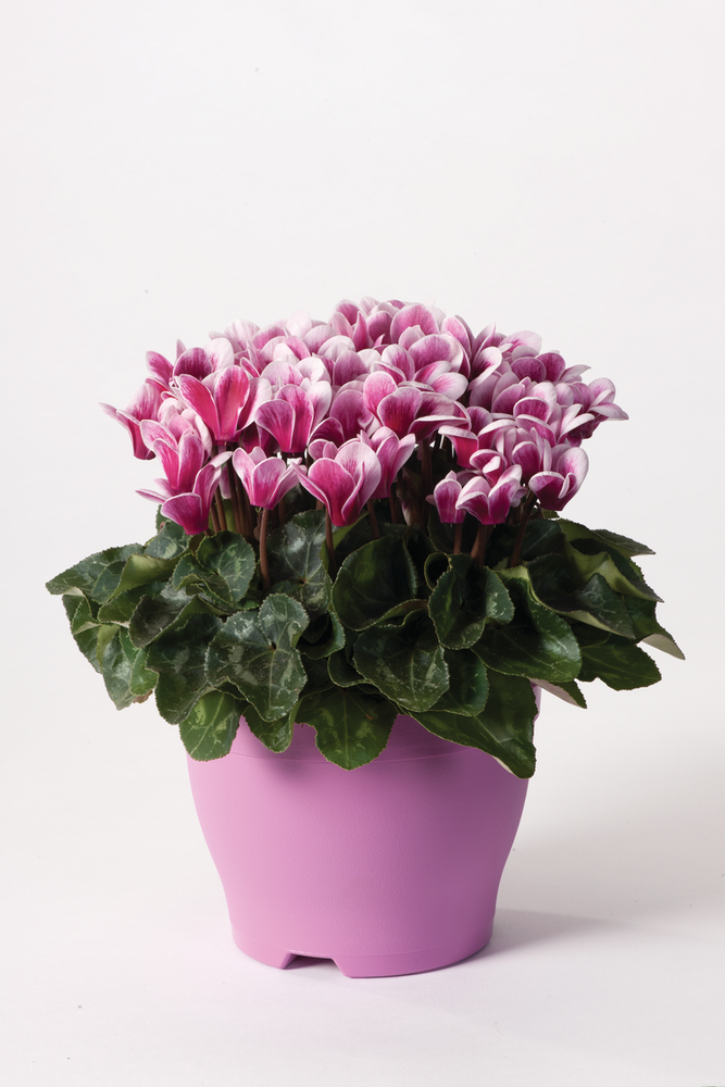 Goblet Shine Wine Red (9257)