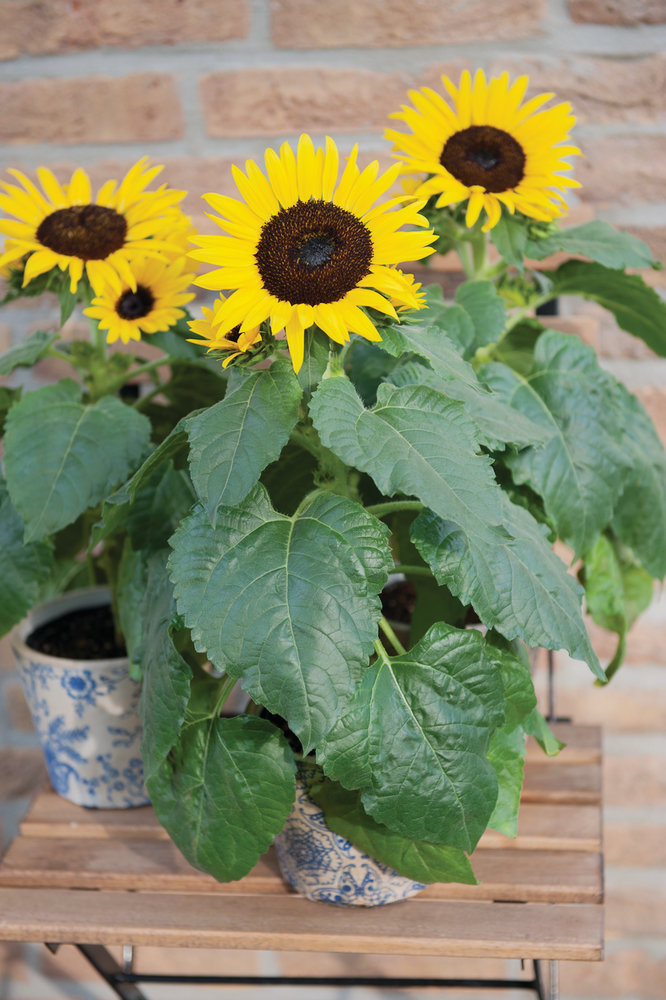 Sunbuzz F1