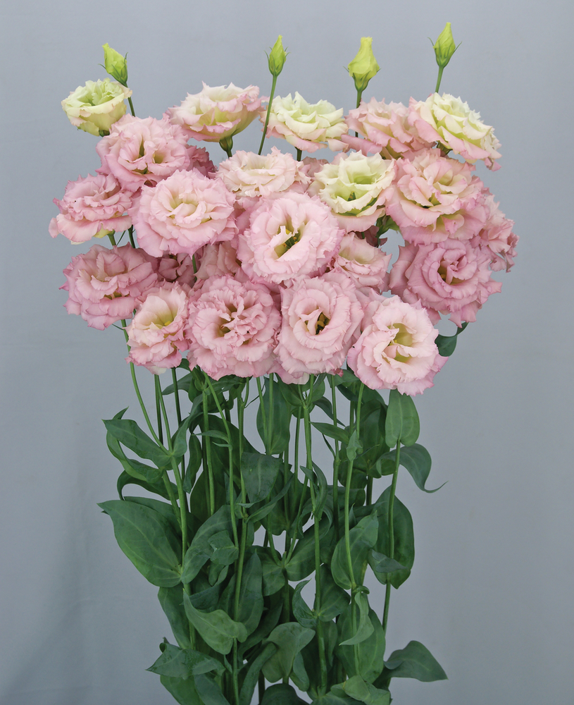 Celeb 1 Aurora Pink