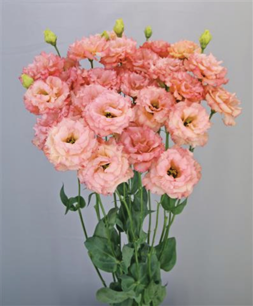 Celeb 2 Honey Pink