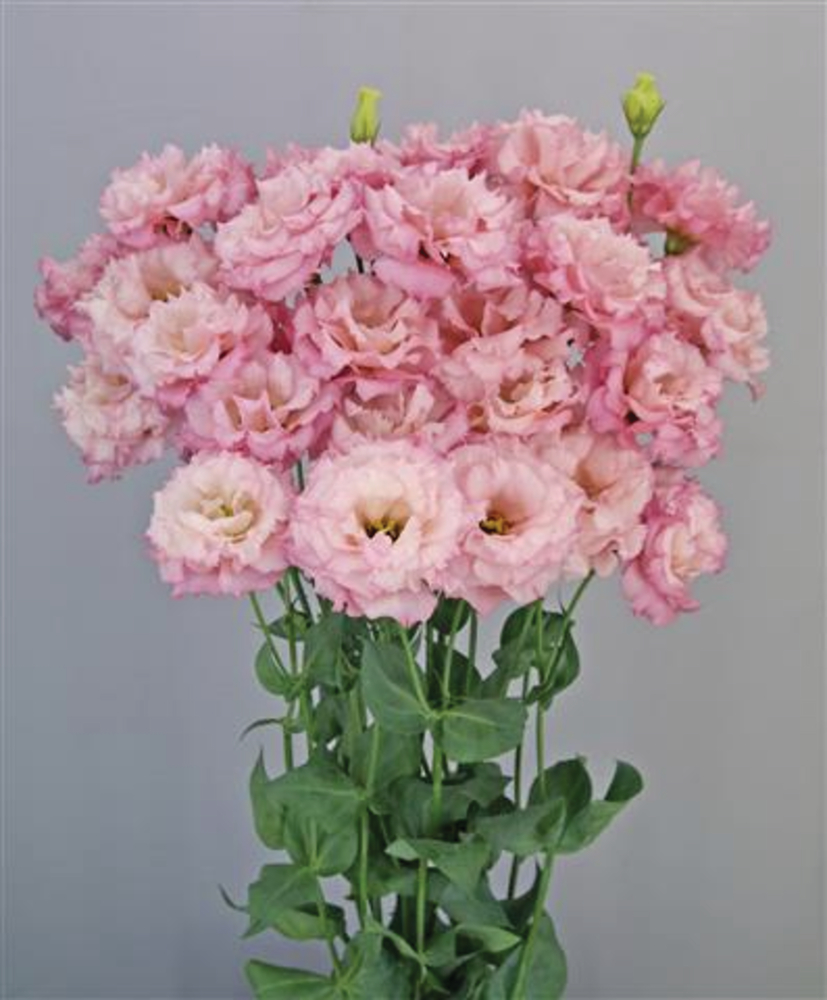 Celeb 2 Lovely Pink