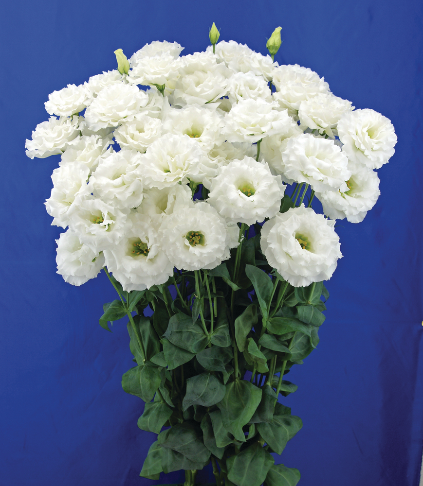 Celeb 2 White