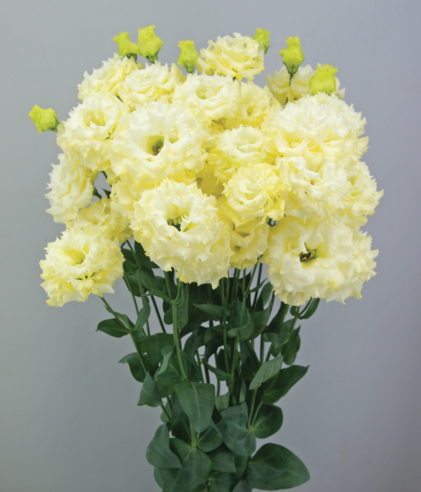 Celeb 2 Yellow