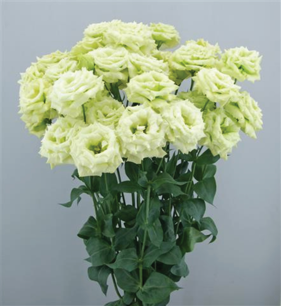 Celeb 3 Green Max