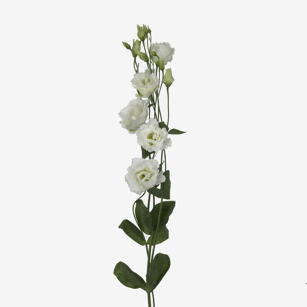 Corelli 2 White