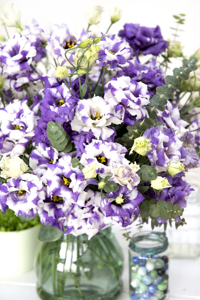 Corelli Delft’s Blue