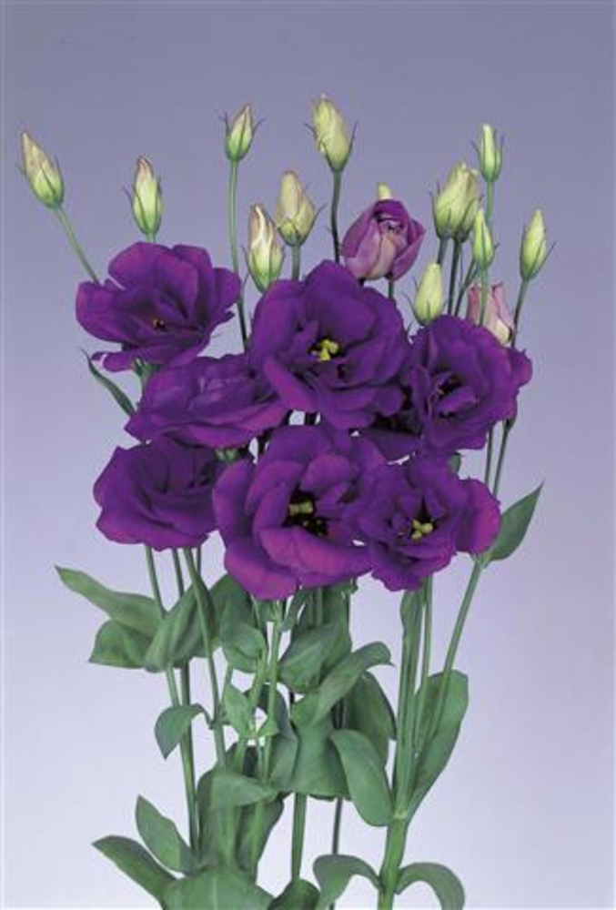 Dream 1 Blue
