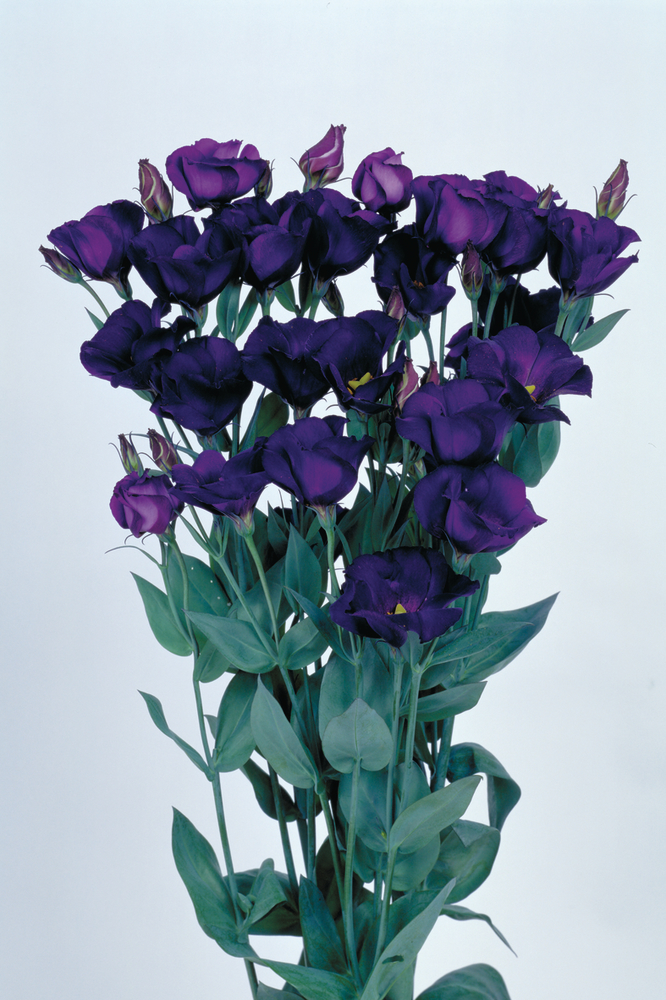 Piccolo 2 Violet