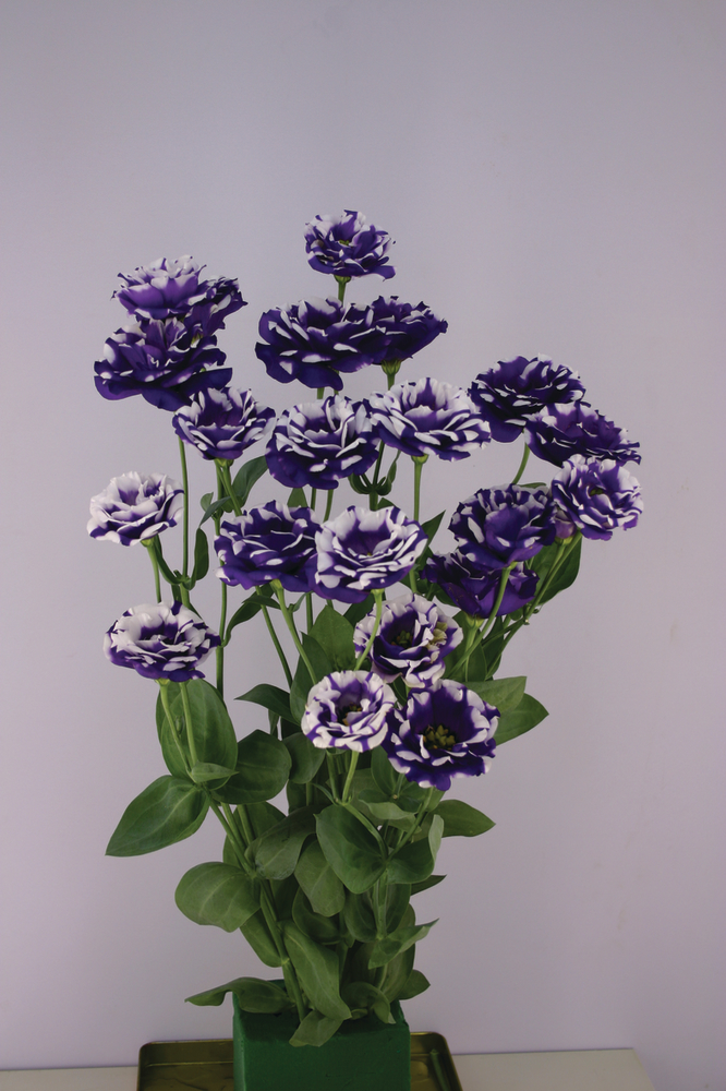 Pics Blue