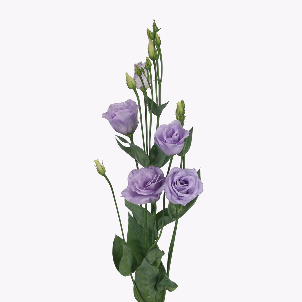 Rosita 3 Lavender
