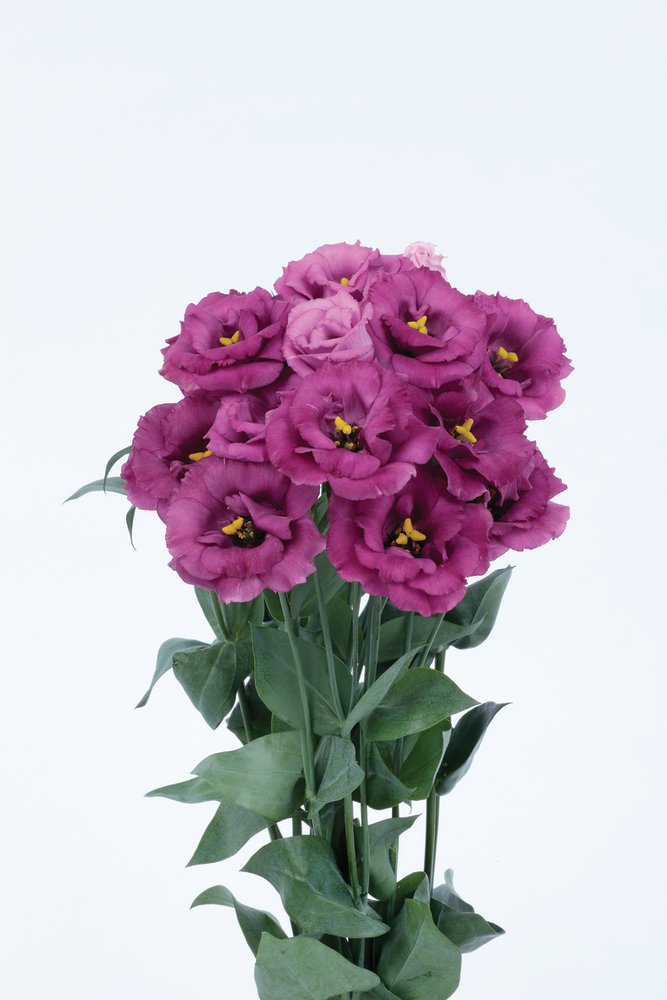 Rosita 3 Purple Rose