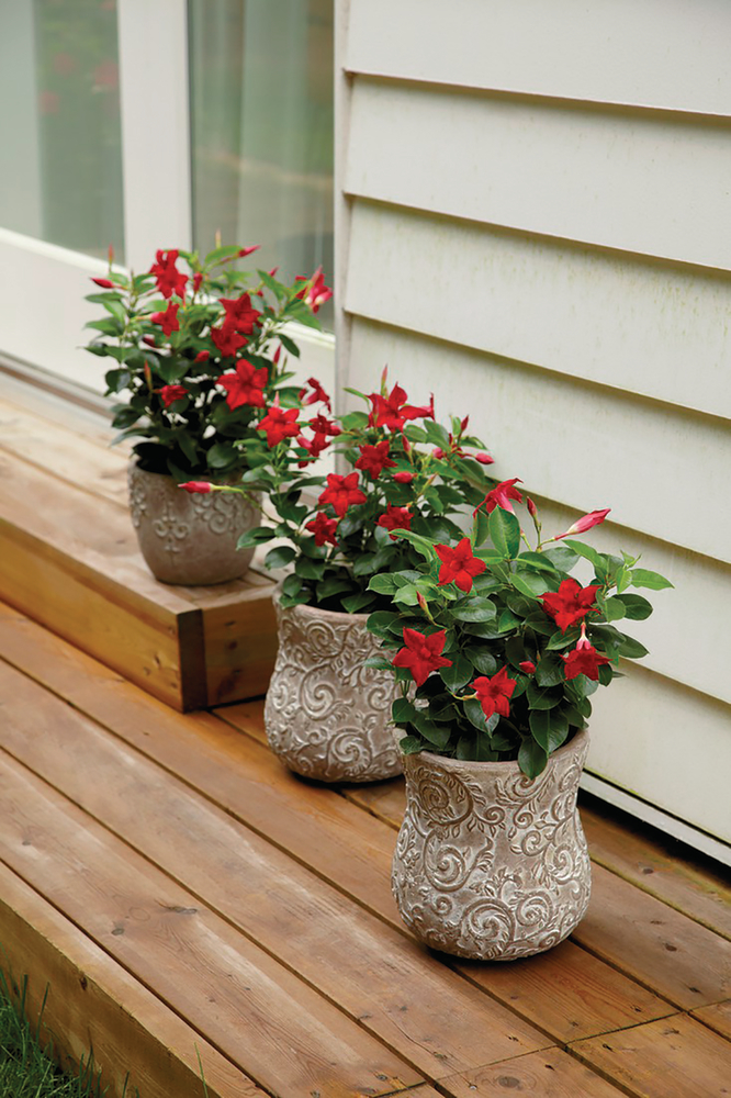 Sundaville® Classic Red