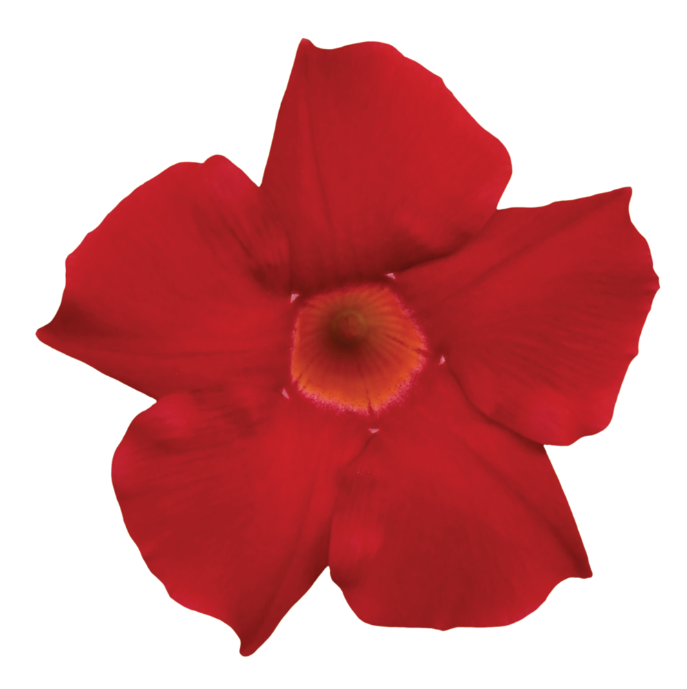 Sundaville® Early Scarlet