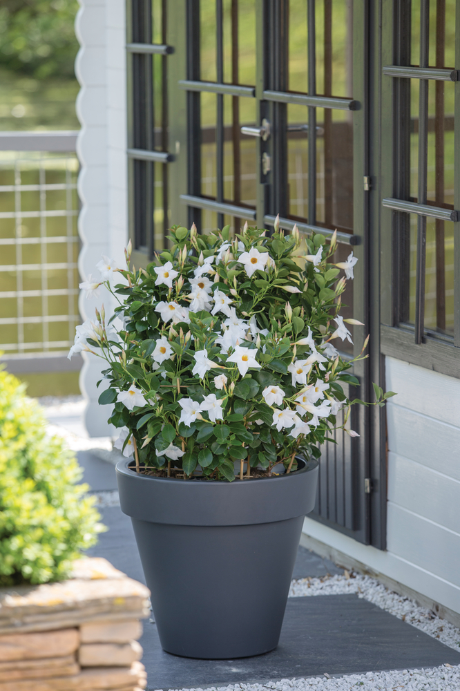 Sundaville® Pearl