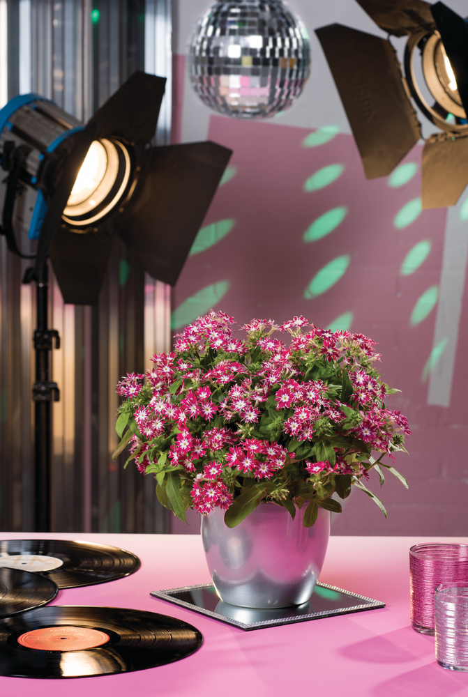 Popstars F1 Disco Rose with Eye