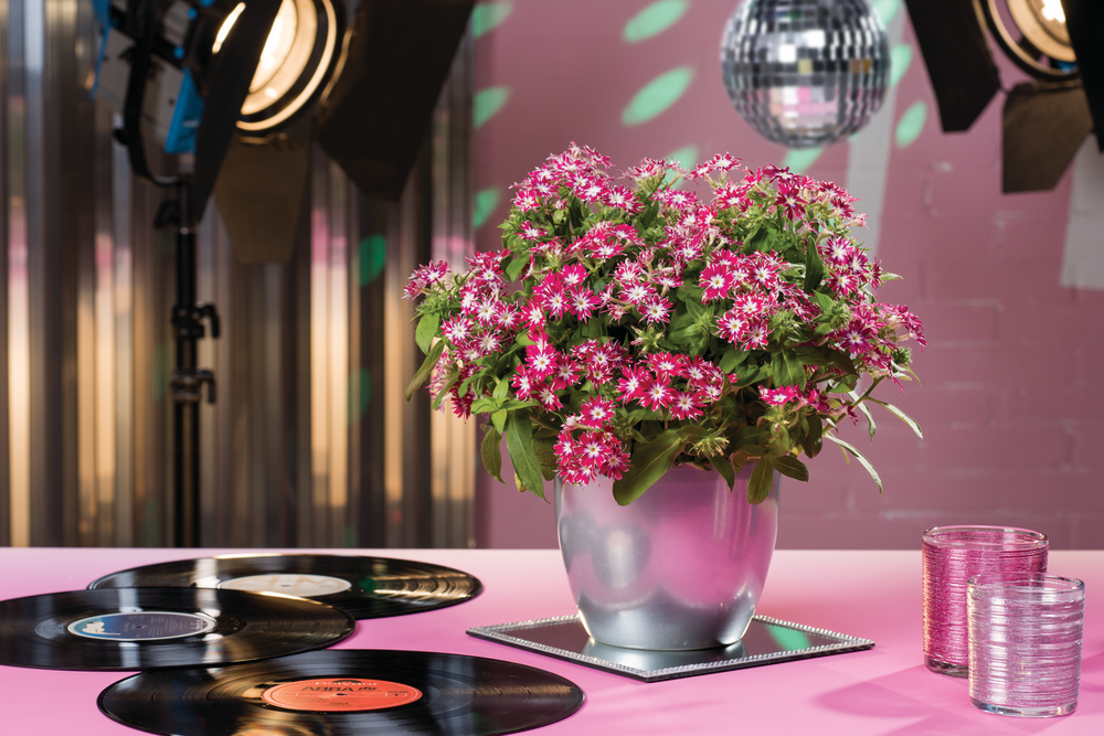Popstars F1 Disco Rose with Eye