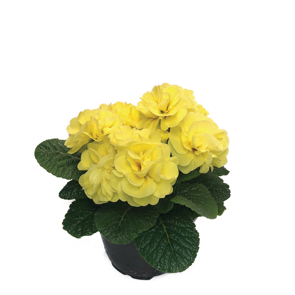Queen F1 Yellow