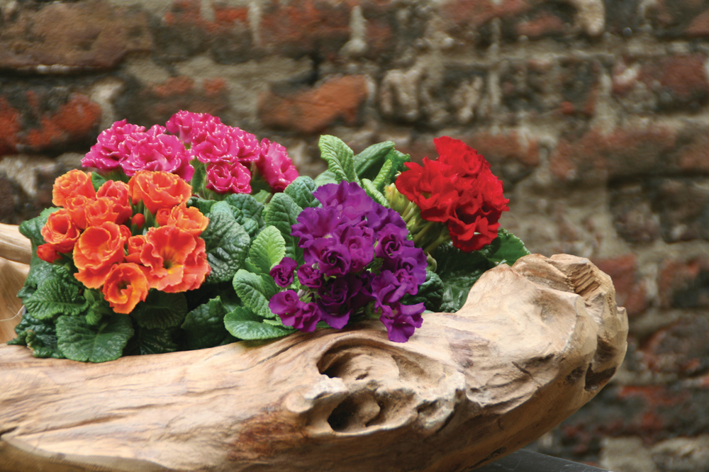 Rosebud Double Mix