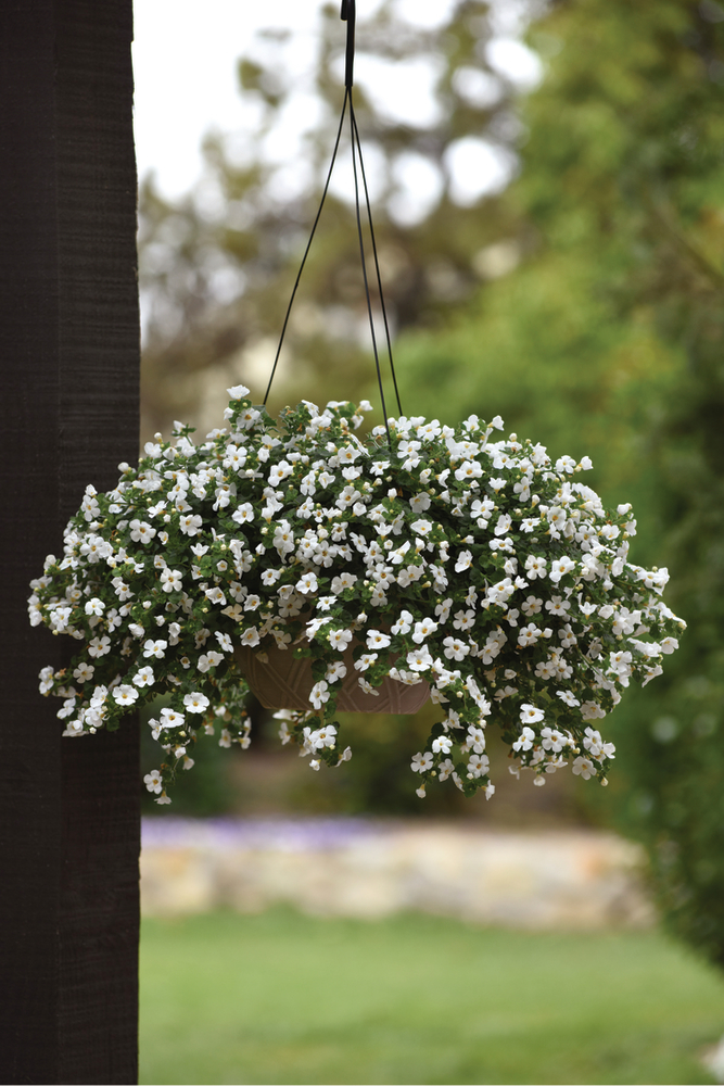 MegaCopa™ White