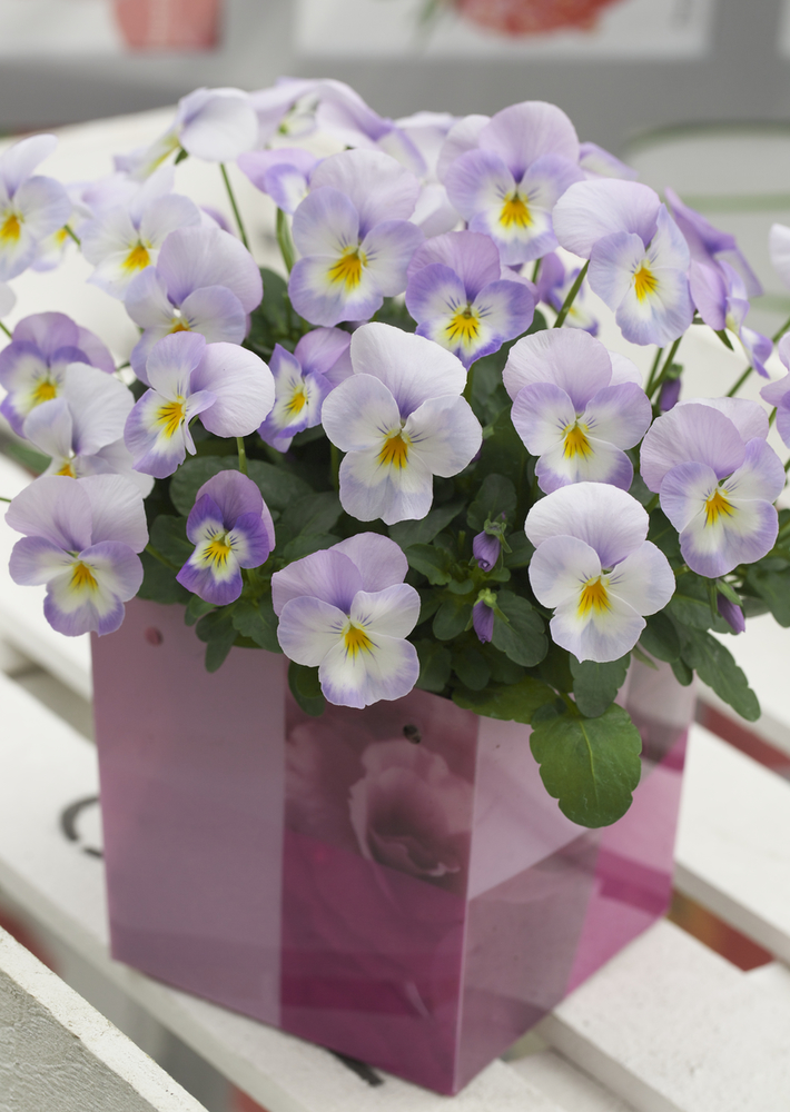 EVO Mini F1 Lavender Pink