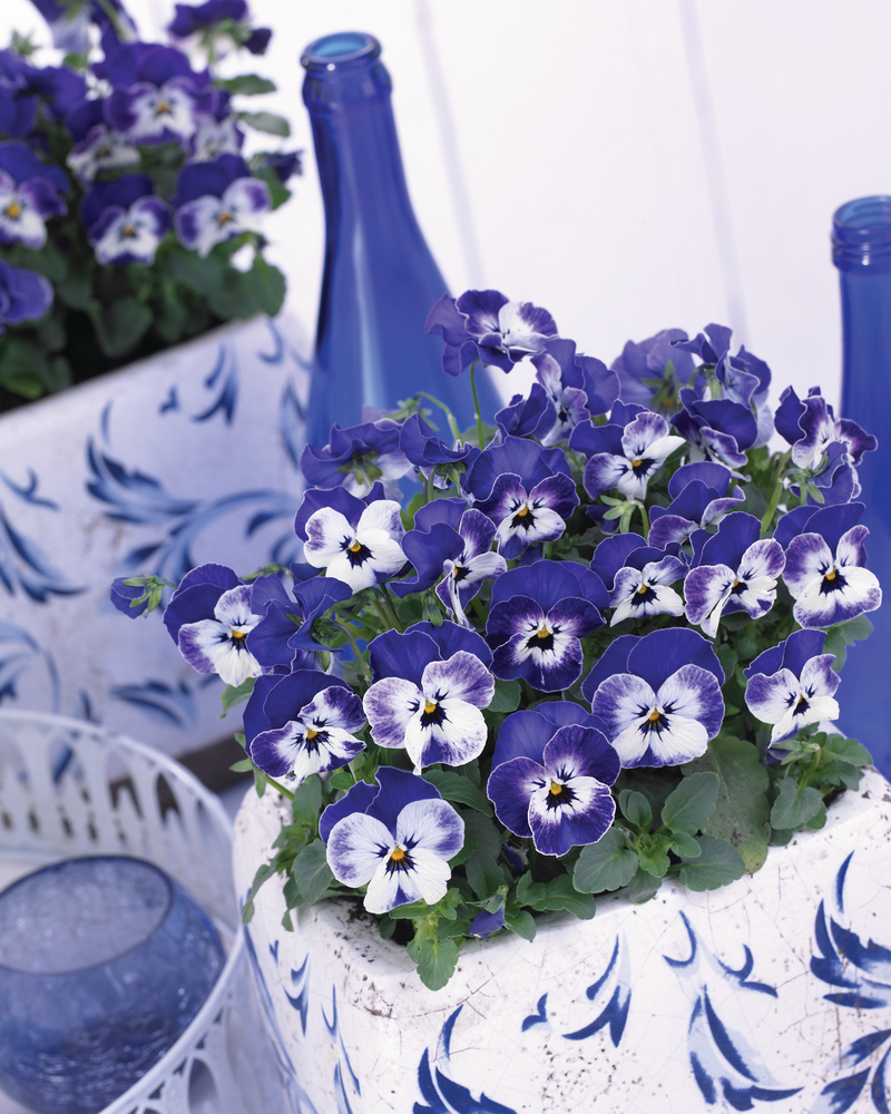 EVO Mini F1/Sorbet XP F1 Delft Blue