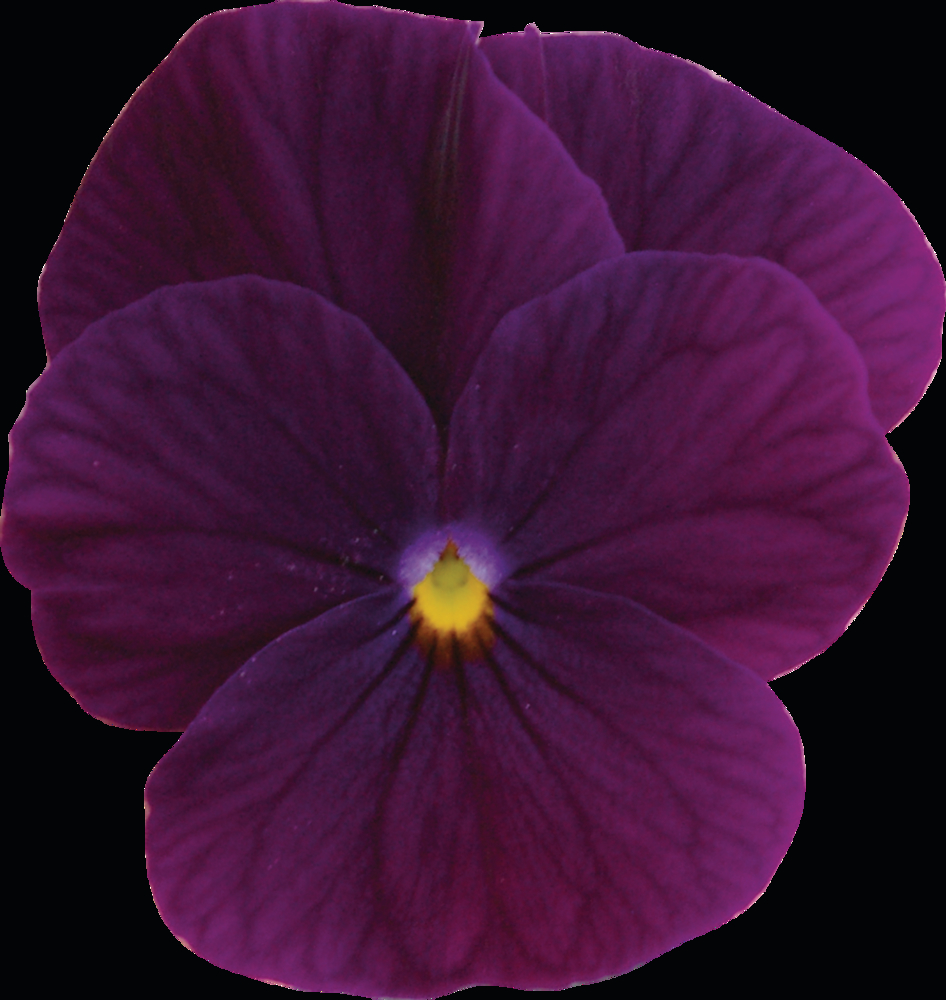 EVO Mini F1/Sorbet XP F1 Purple