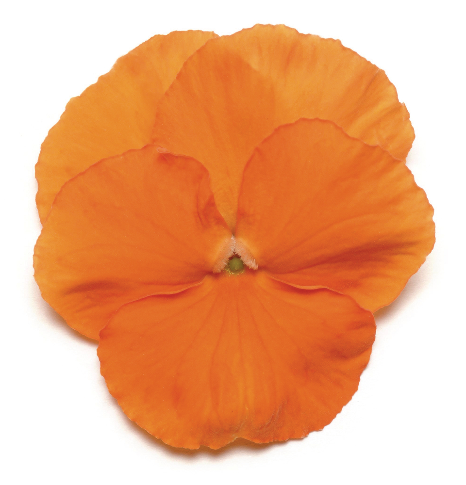 Panola XP F1 Deep Orange