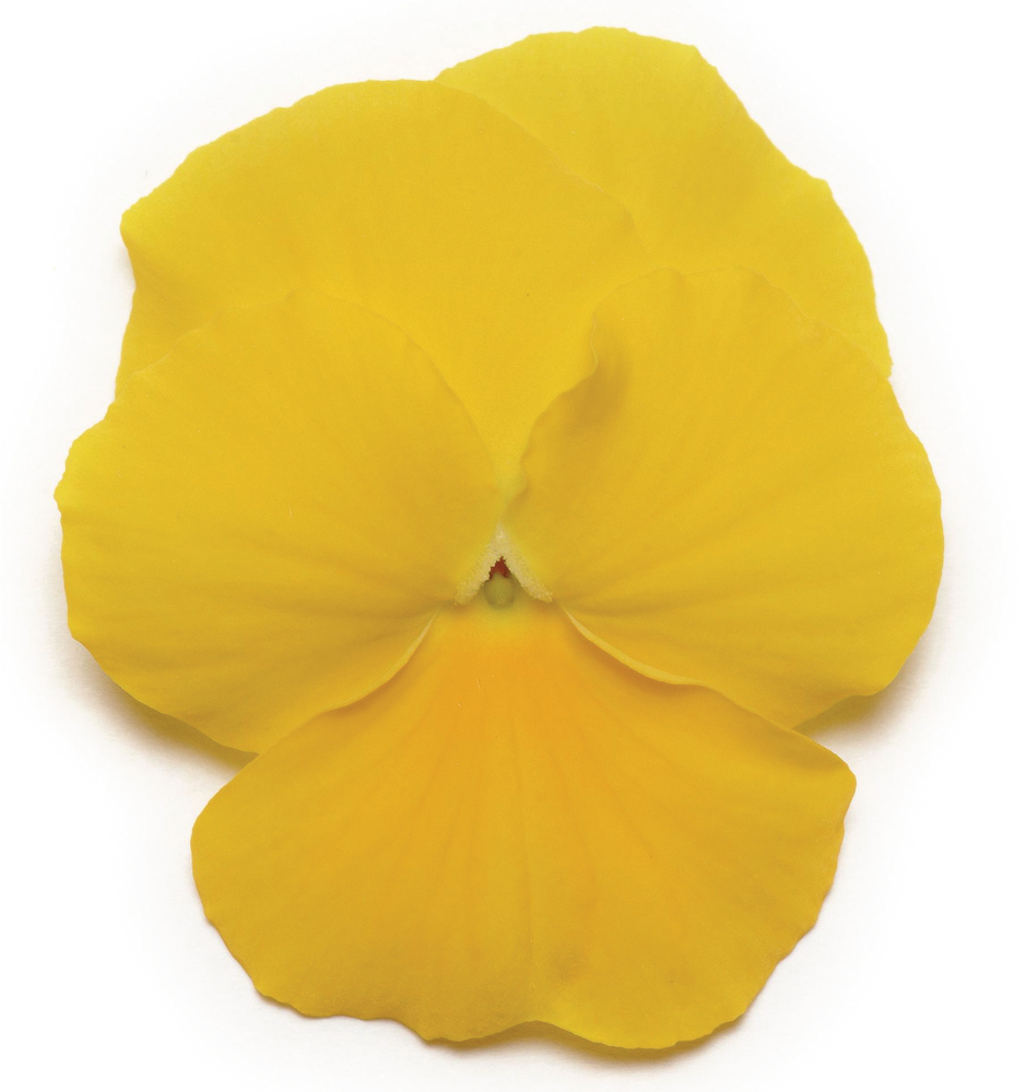 Panola XP F1 Yellow