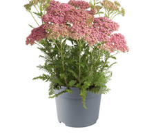 millefolium