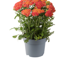 millefolium
