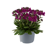 blepharophylla