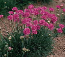 maritima