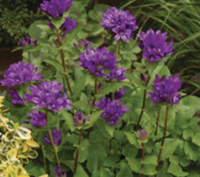 glomerata