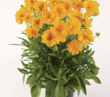 grandiflora
