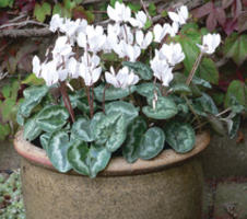 hederifolium