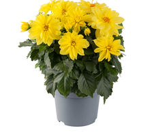 Gardenetta®