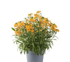 linifolium