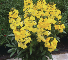 Fragrant