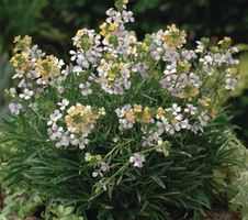 linifolium