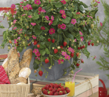 Toscana F1 Deep Rose