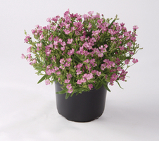 repens