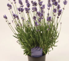 Dwarf Blue