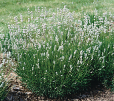 angustifolia