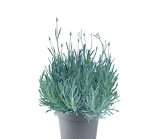 Edelweiss