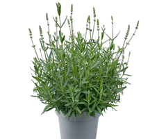Ellagance