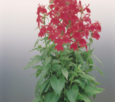 speciosa