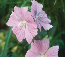 moschata