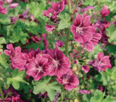 sylvestris