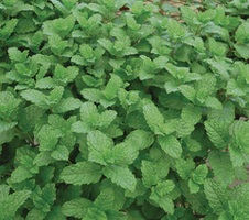 spicata