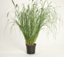 alopecuroides